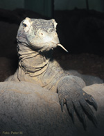 Komodovaran