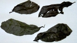 Daun salam
