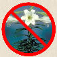 Easter Lily