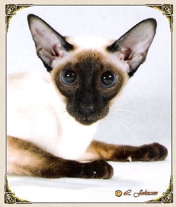 Ch Teysha's Seal Magnolia of Susan