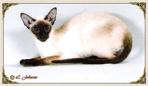 Another Photo of Seal Magnolia