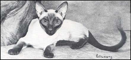 Sealvia Muldoon