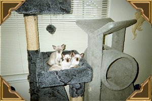 Cat Tree