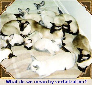 Socialization