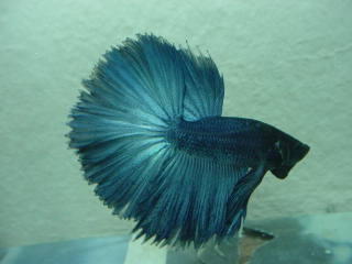 sepp01.jpg