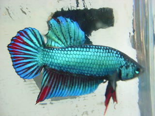 sepp07.jpg