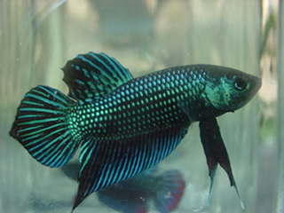 sepp08.jpg