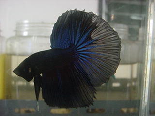 sepp20.jpg