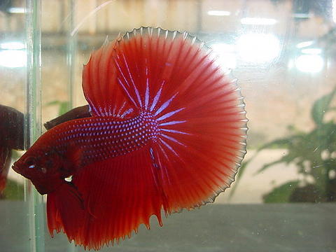 sepp21.jpg