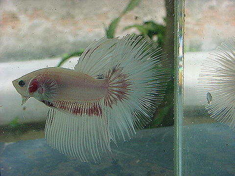 sepp23.jpg