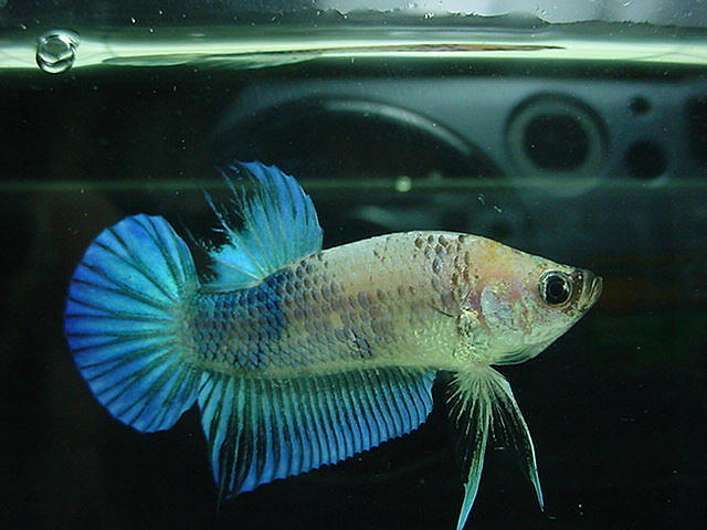 sepp24.jpg