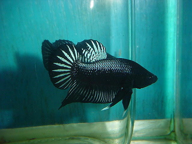 sepp25.jpg