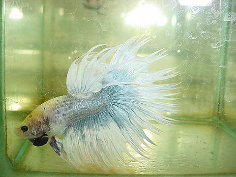 sepp26.jpg