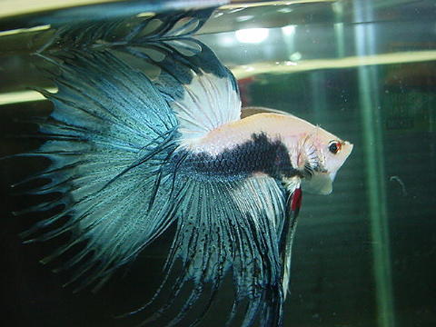 sepp27.jpg