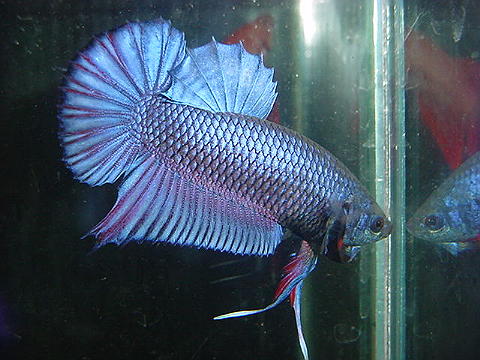 sepp32.jpg