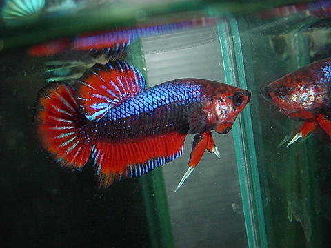 sepp33.jpg