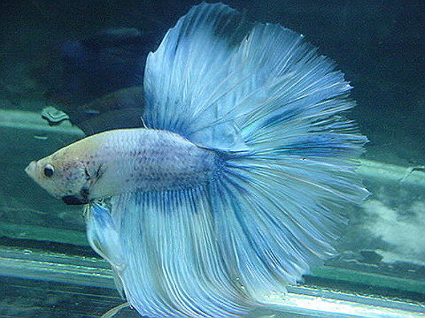 sepp35.jpg