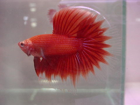 sepp37.jpg
