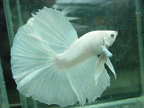 sepp43.jpg