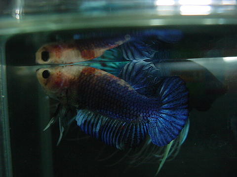 sepp46.jpg