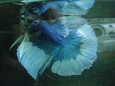 sepp47.jpg