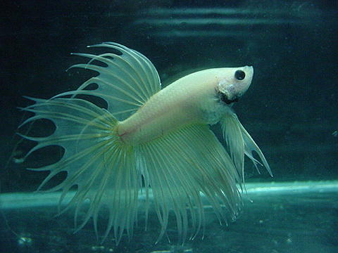 sepp48.jpg