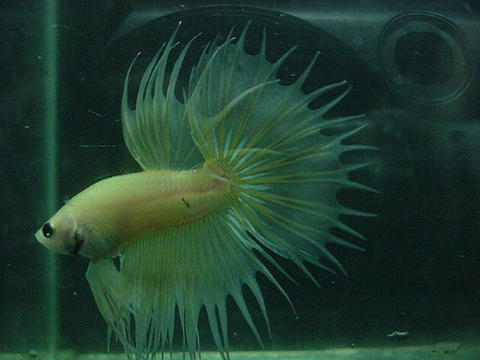 sepp49.jpg