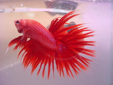 sepp52.jpg
