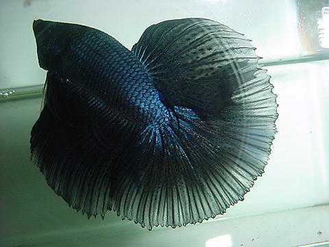 sepp55.jpg