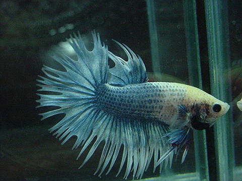 sepp57.jpg