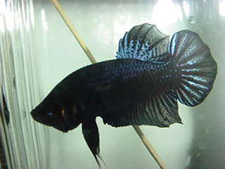 sepp01.jpg