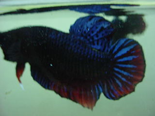 sepp02.jpg