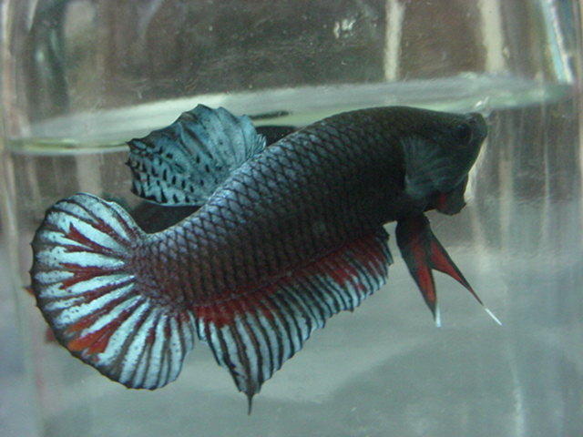 sepp03.jpg