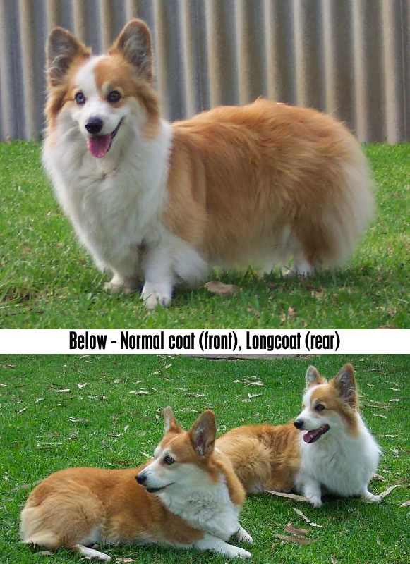 Fluffy Corgi Puppies