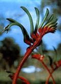 Kangaroo Paw, floral emblem of Western Australia