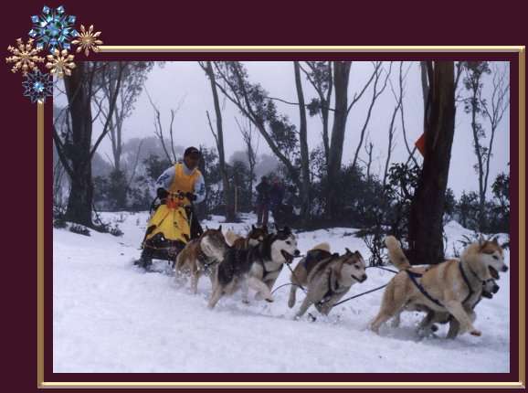 Alf Babazogli - Sled Dog Derby '98 Victoria