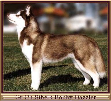 Gr Ch Sibelk Bobby Dazzler