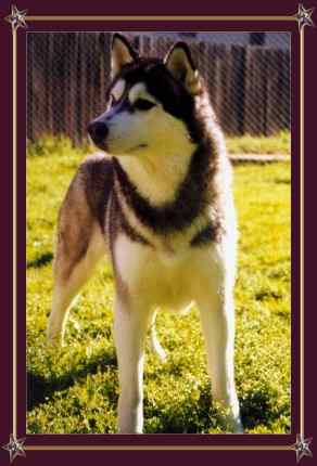 Ch Sibelk Queen Akasha (iid)