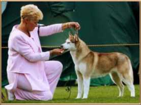 Dianne Bradshaw handler