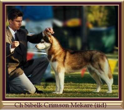 Ch Sibelk Crimson Mekare (iid)