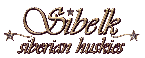 SIBELK SIBERIAN HUSKIES - SYDNEY AUSTRALIA