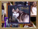 SIBELK DOGS SCREENSAVER