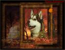 SIBELK HALLOWEEN SCREENSAVER