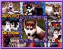 SIBELK PUPPIES SCREENSAVER