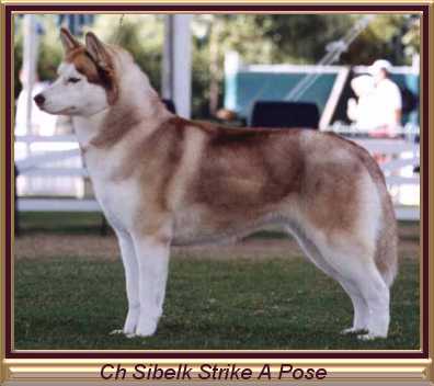 Ch Sibelk Strike A Pose
