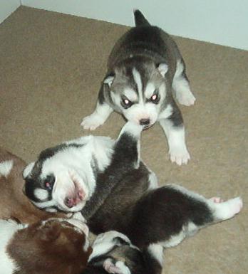 Mom .... Nikkitta is BITING again !