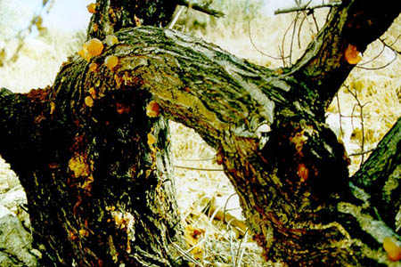 Lifta ,1999