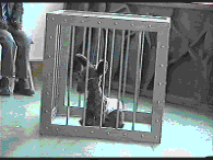Untitled (Baby) 2000
