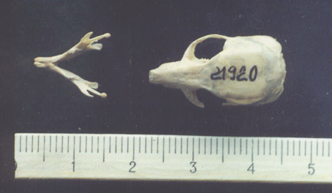 cranium, dorsal view