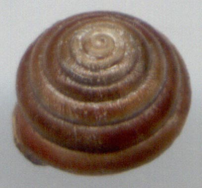 Chilanodon bicallosa, color image